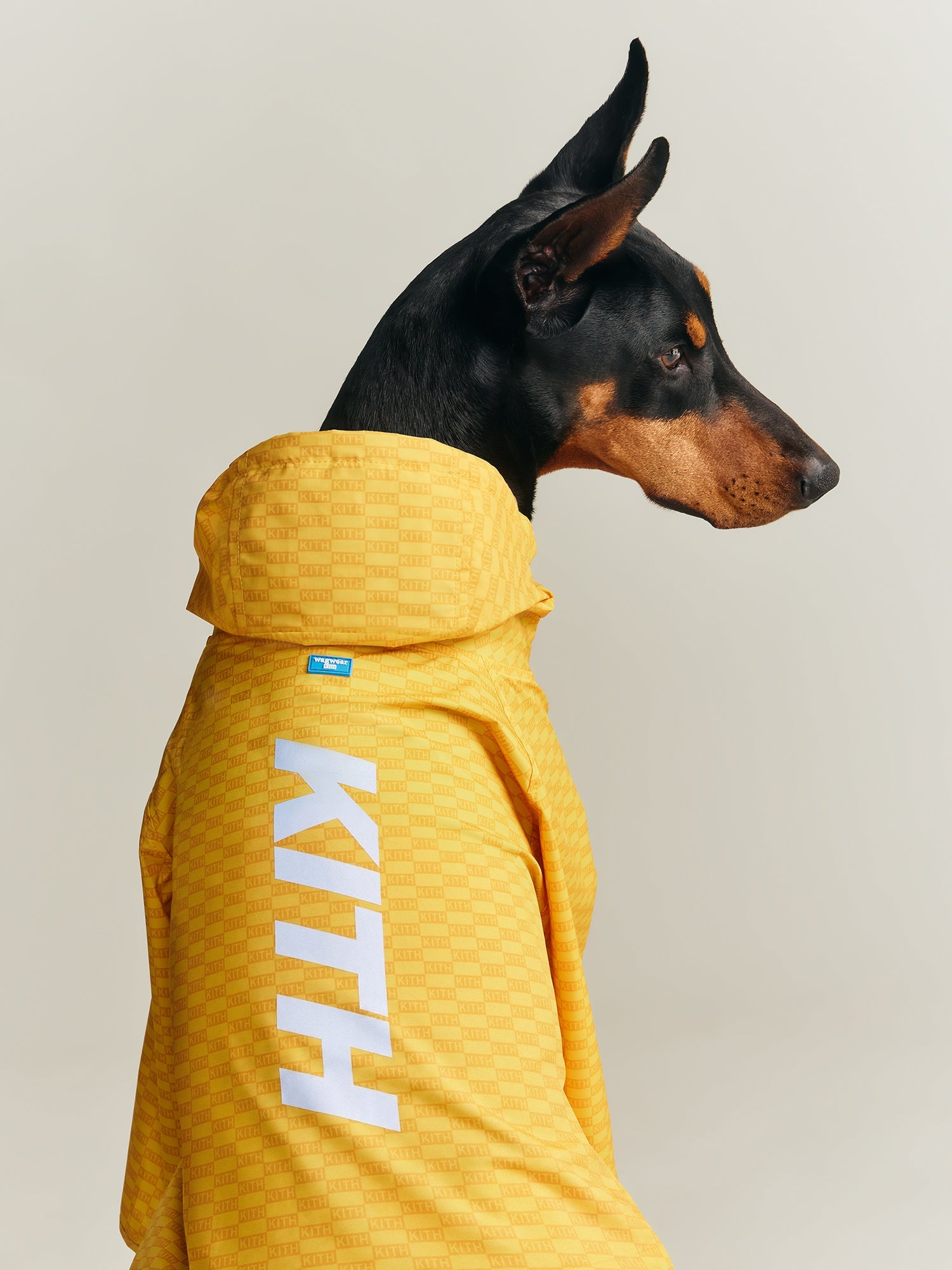 Kith for wagwear – Kith UK