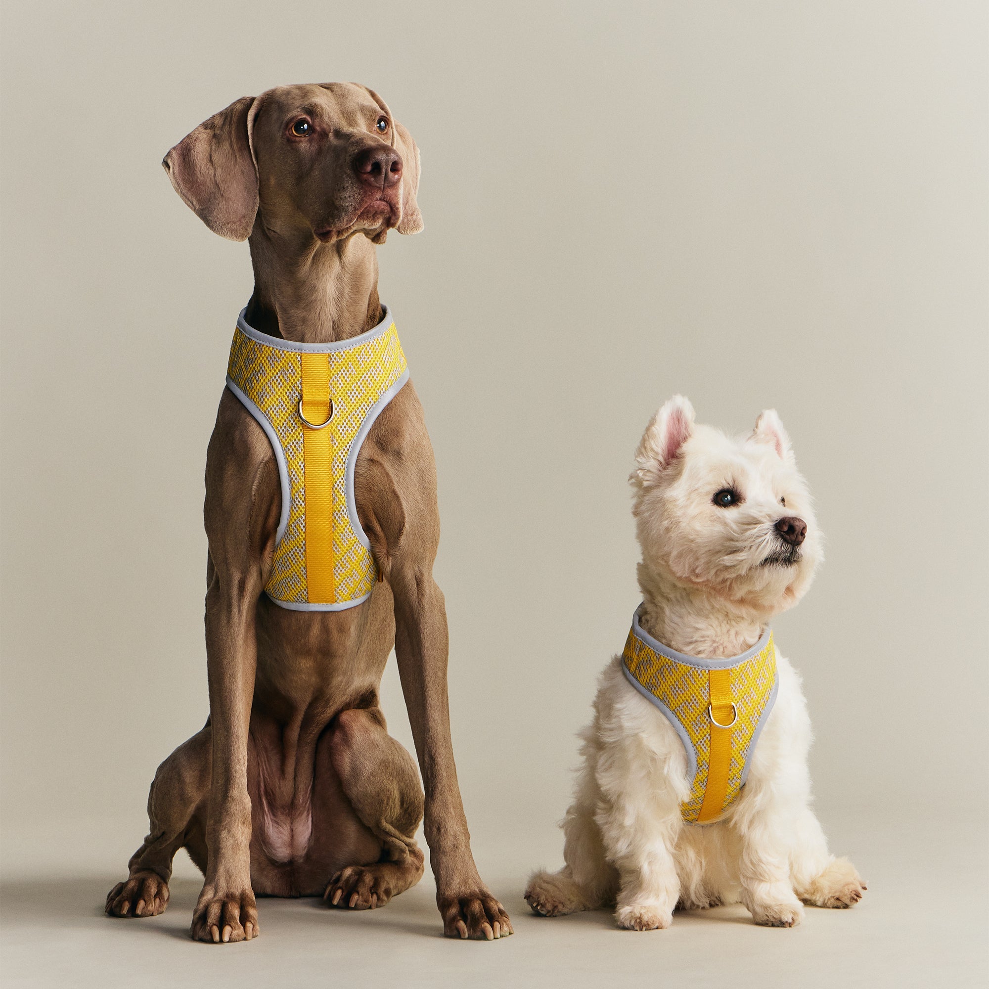Kith for wagwear Padded Harness - Yellow – Kith UK