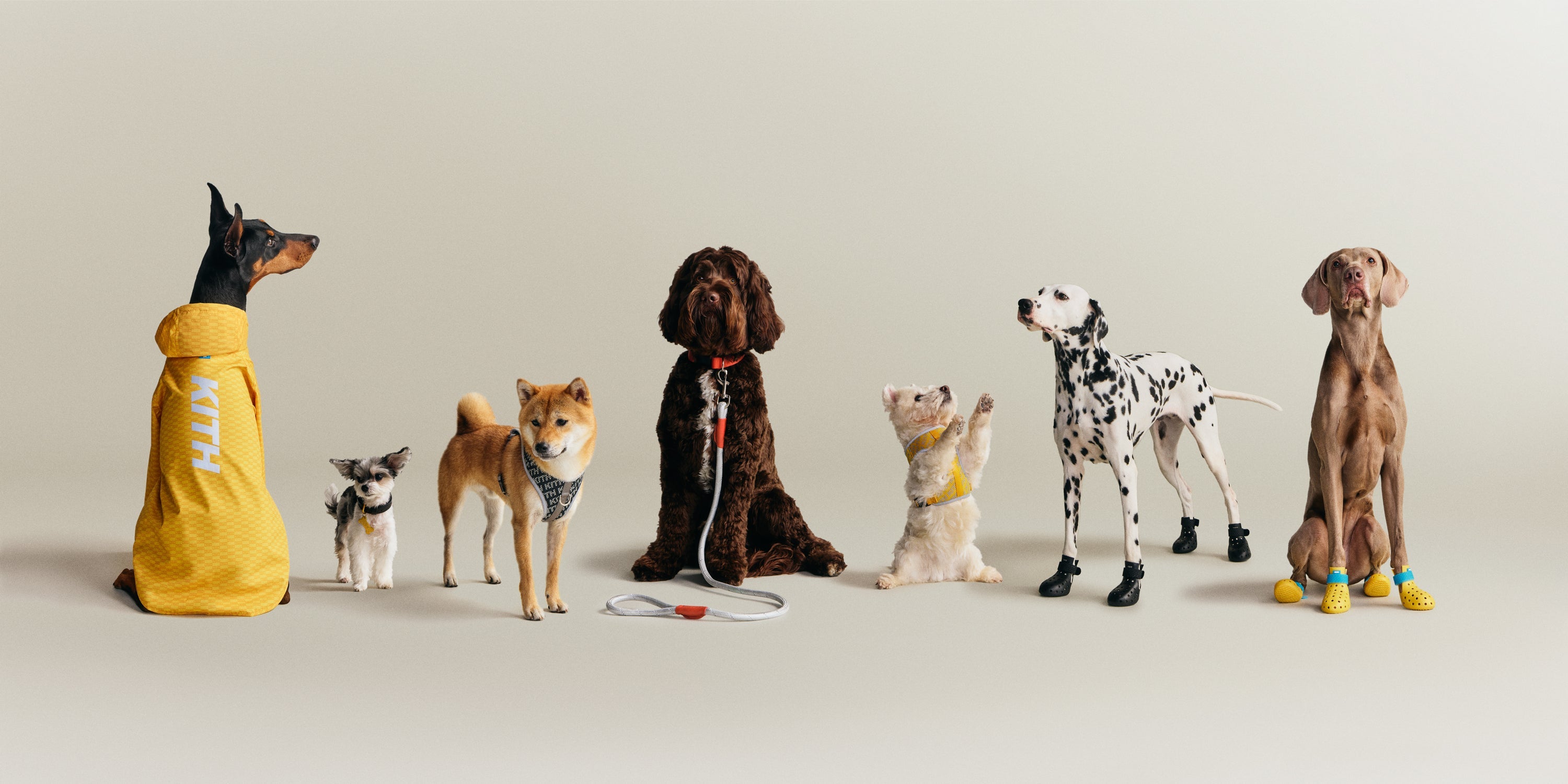 Kith for wagwear – Kith UK
