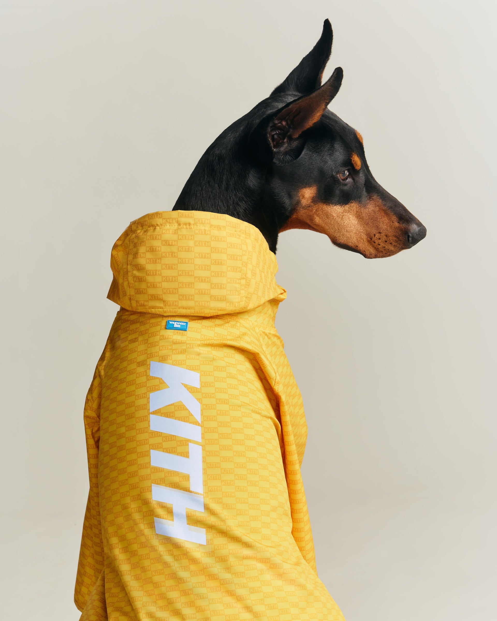 Featured | Kith for wagwear